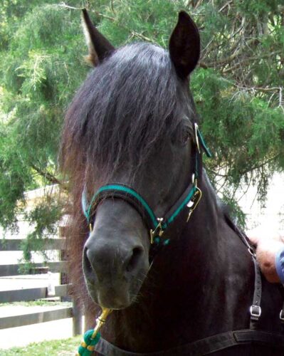 ALBC Updates List of Endangered Livestock Breeds